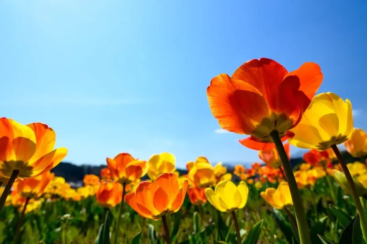 Red and yellow flower field under a blue sky during the daytime.