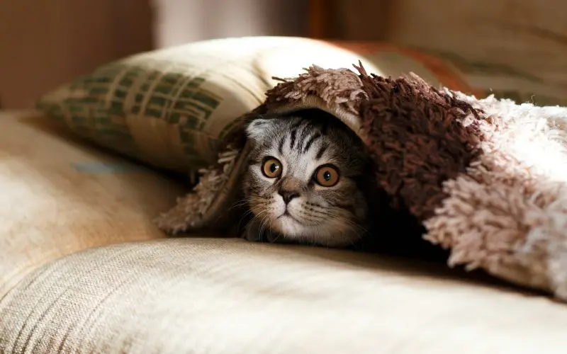 Brown Scottish Fold in a brown thick-pile blanket.