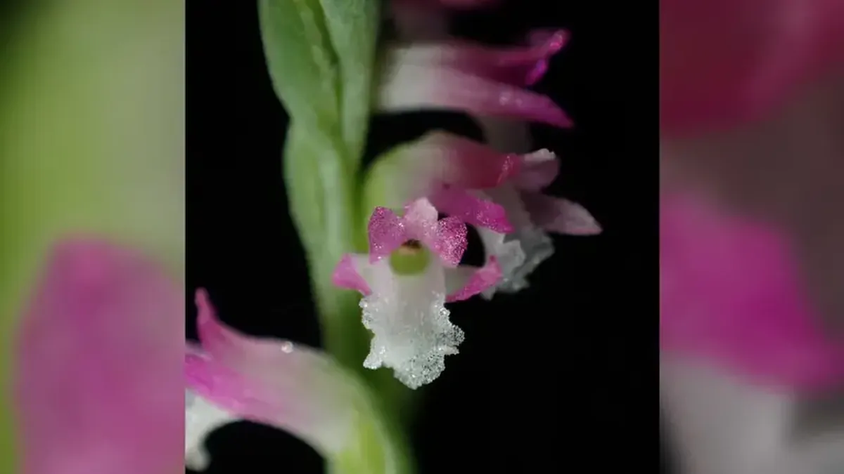 A 'glass' orchid discovered on Hachijo Island — a new Spiranthes species 4 As if woven from glass, a new species of orchid has been unveiled in Japan.