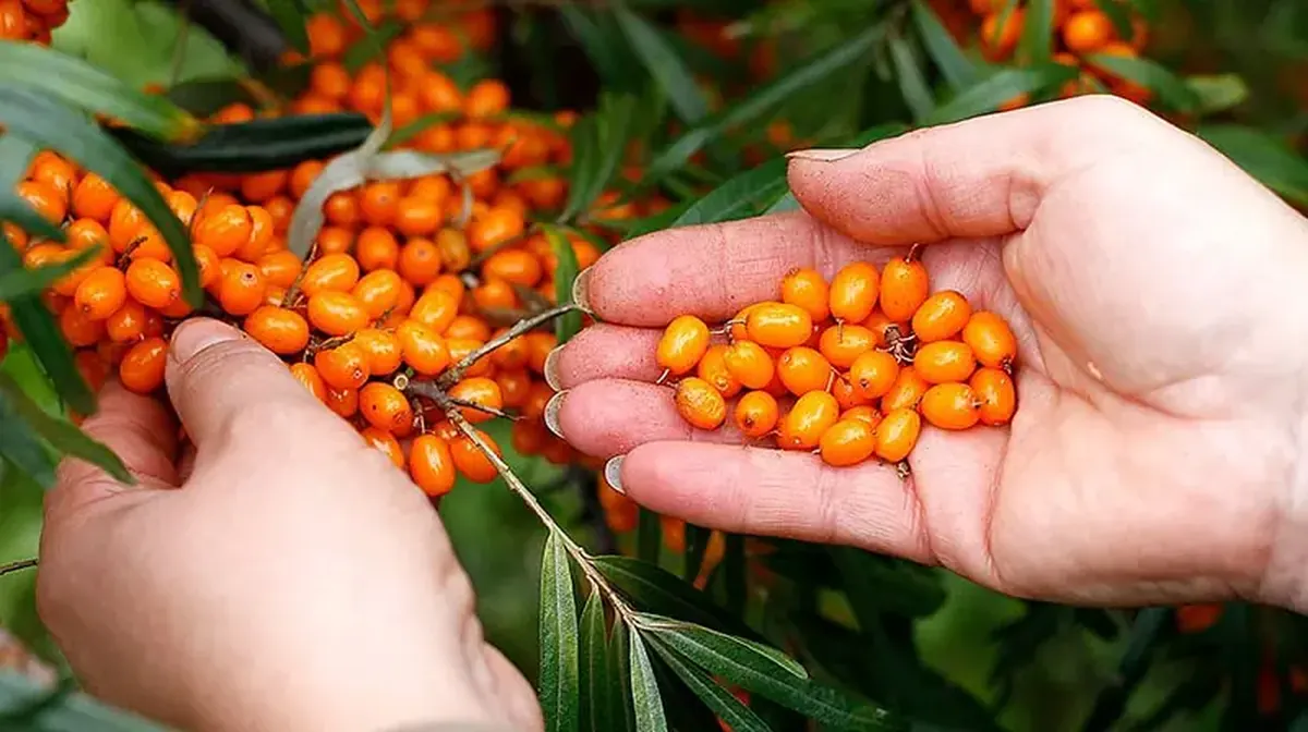 Sea buckthorn for winter: its value