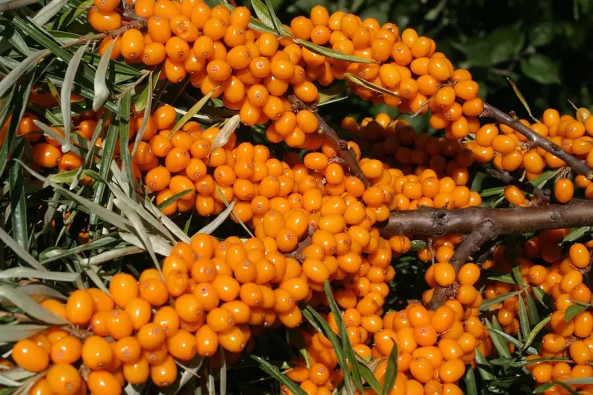 Sea buckthorn for winter: its value