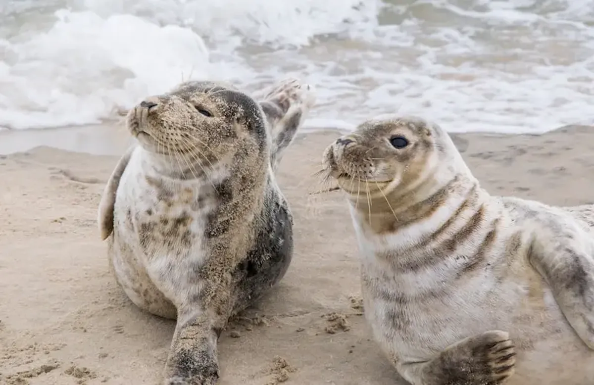 Seals Keep Time: Young Seals Recognize Rhythm Without Training 3 A black-and-white seal on a white-sand beach during the day.