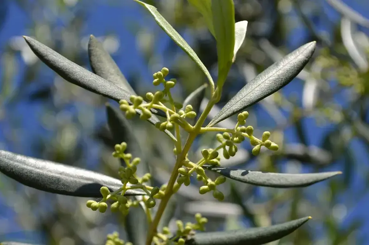 Everyone knows the benefits of olive oil, but olive leaves also have healing properties.
