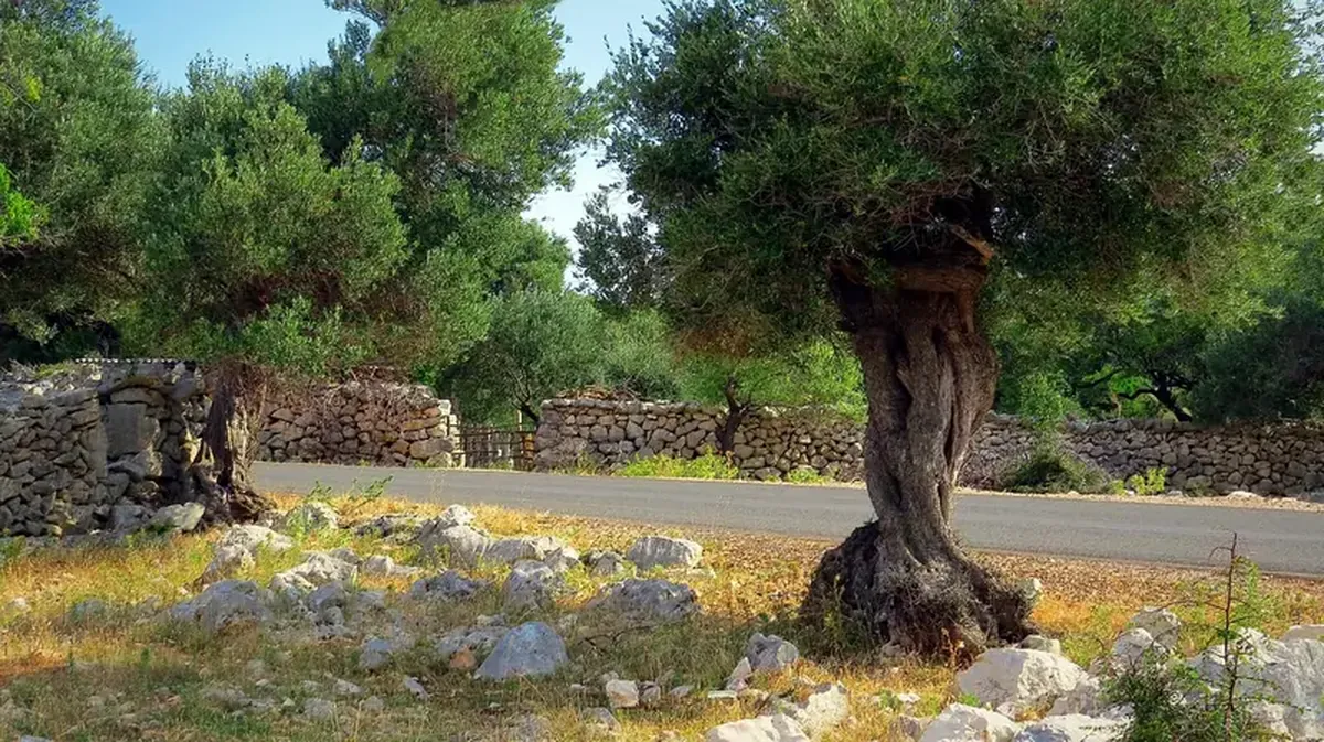 Everyone knows the benefits of olive oil, but olive leaves also have healing properties.