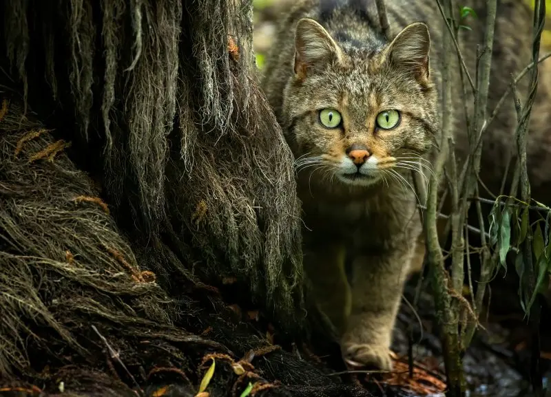 a green-eyed cat walking through a forest