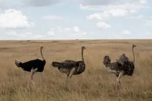 three black ostriches on field