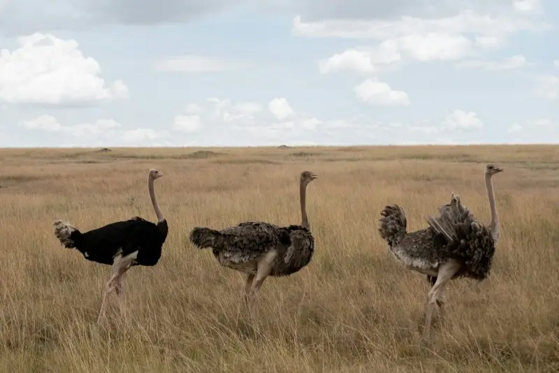 three black ostriches in a field