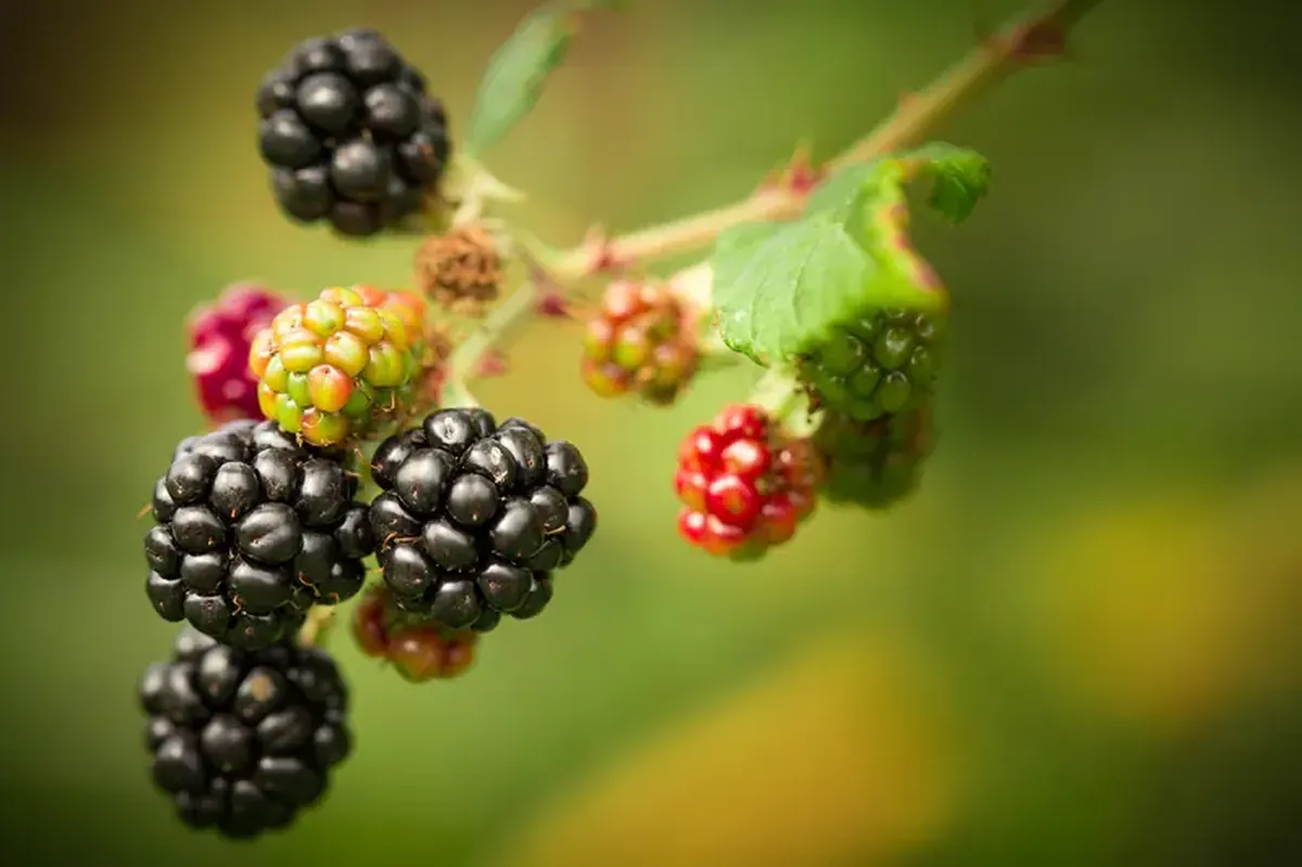 Why Ripeness Matters for Bananas, Oranges, and Blackberries 4 Bananas, oranges, and blackberries: the health benefits of fruits and berries depend on how ripe they are.