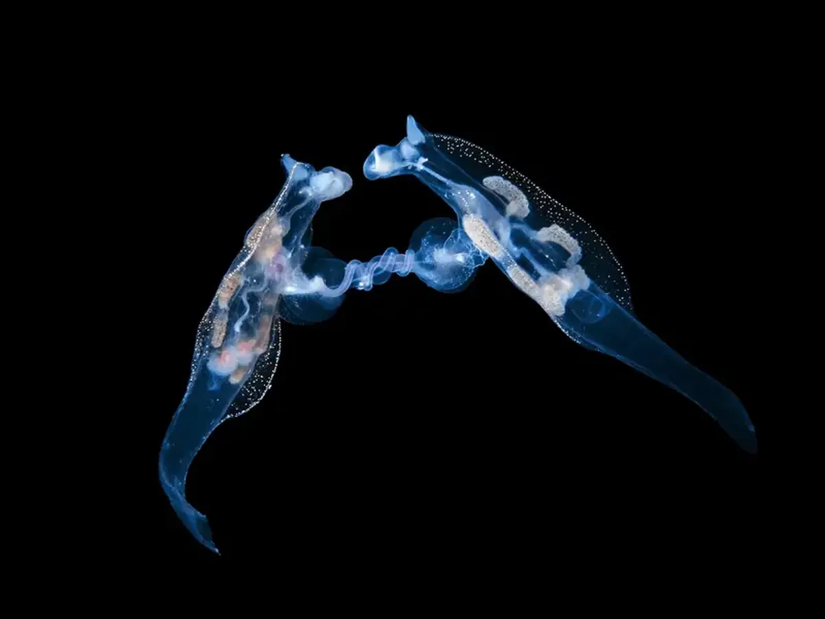 Diamond squid and a lobster on a jellyfish: a photographer showcased portraits of tiny deep-sea dwellers.