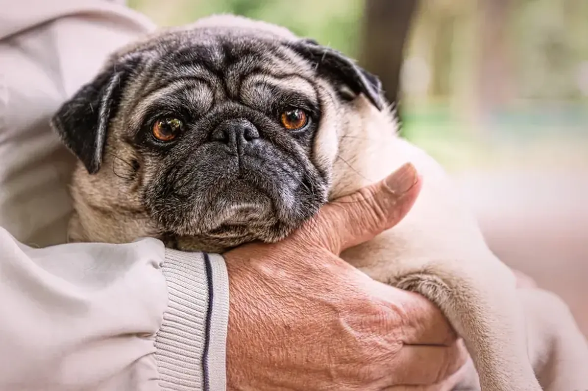 Cats and dogs help protect lonely elderly owners from dementia.