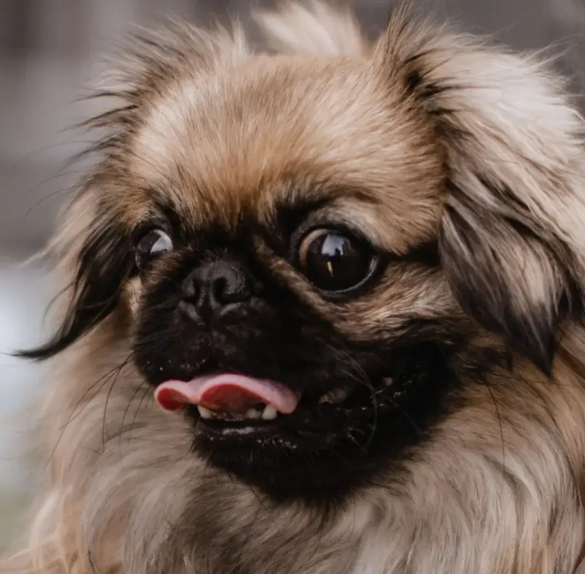 Small, Long-Nosed Dogs Live Longer — These Breeds Top the List 3 The Nose Factor: Scientists Identify Dog Breeds with the Longest Lifespans