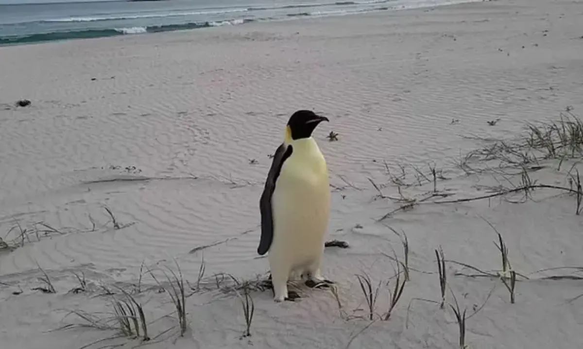 Sensational: an emperor penguin has arrived in Australia from Antarctica.