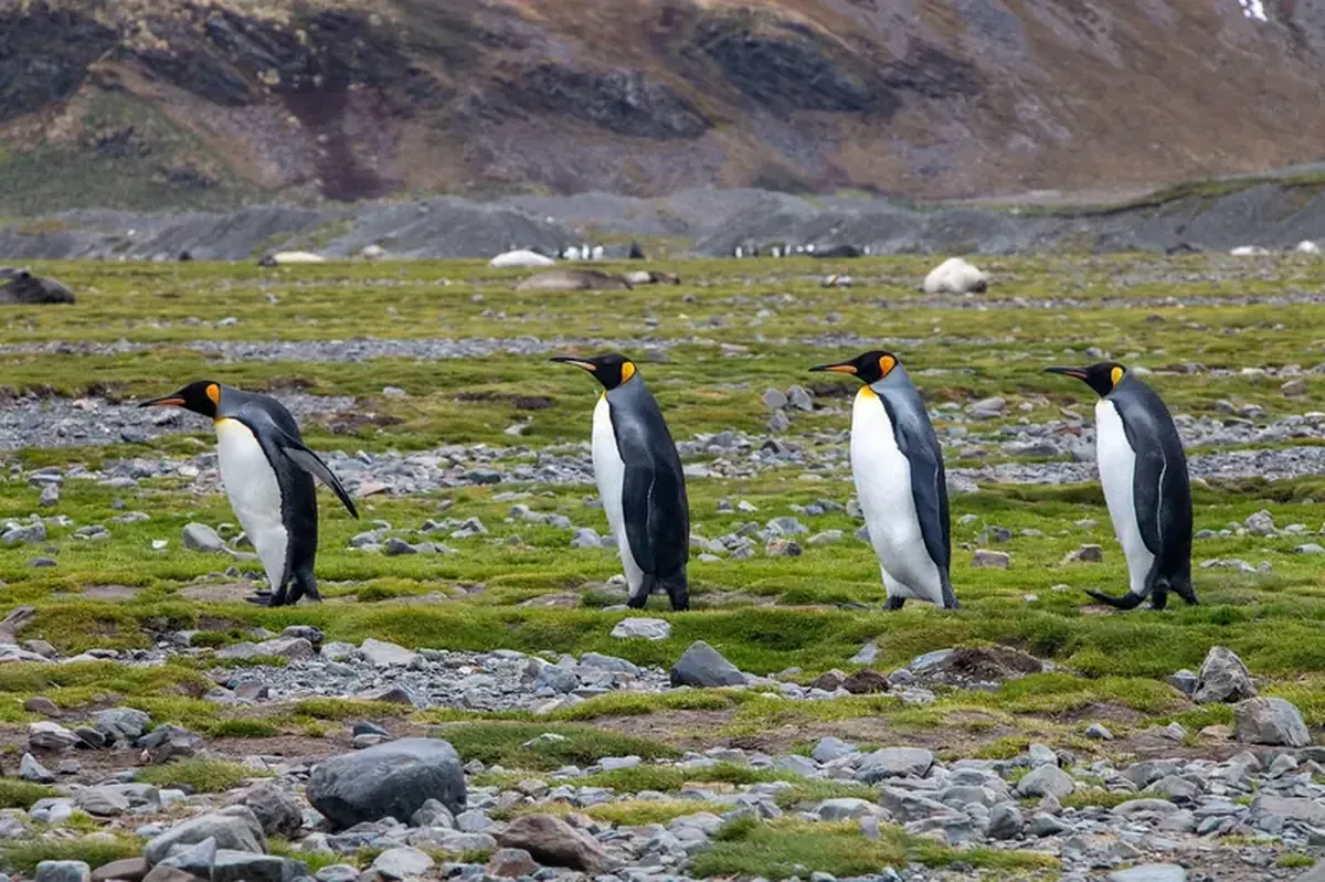Penguin monogamy is a myth: they don't dedicate their lives to a single partner.