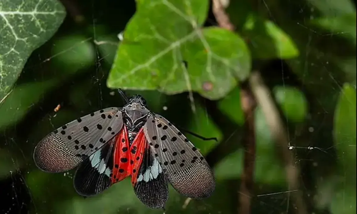 Hitchhiking from New York: Spotted Lanternfly Eggs Threaten California Wine Harvest 4 The killer of California wine arrived hitchhiking from New York.