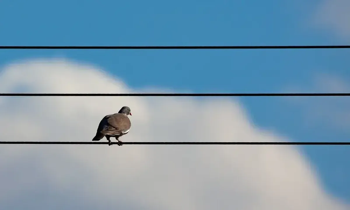 How birds sit on power lines without getting zapped 3 Why don't birds get electrocuted when they sit on electric wires?