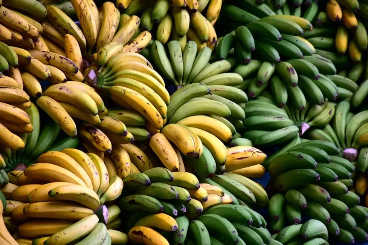The fungus threatening bananas — how it took down Gros Michel and now targets Cavendish 3 a bunch of bananas