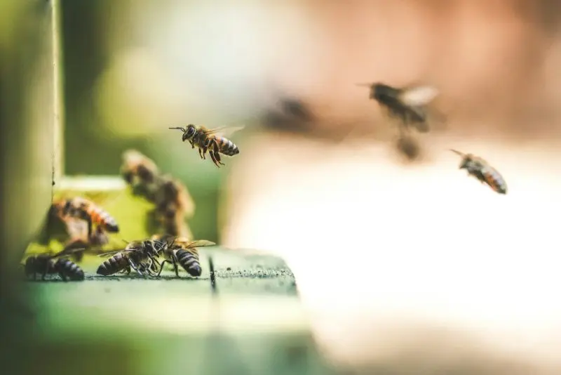 Shallow-focus photography of bees flying in midair.