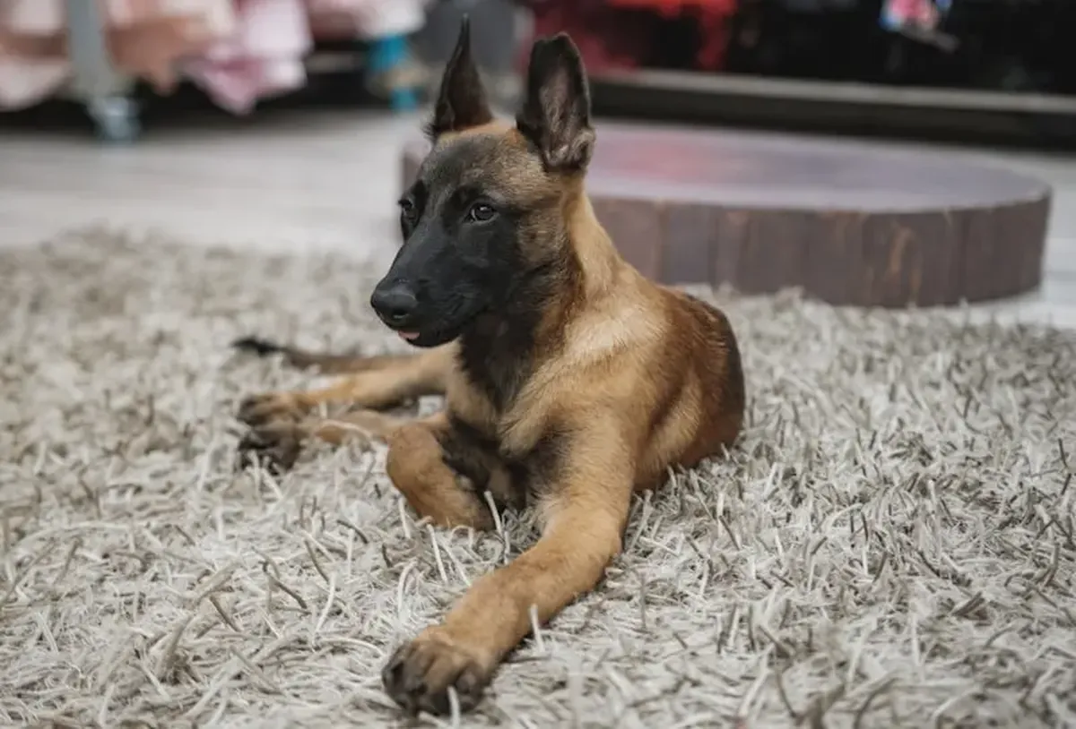 A brown and black German Shepherd lying on a white and gray area rug.