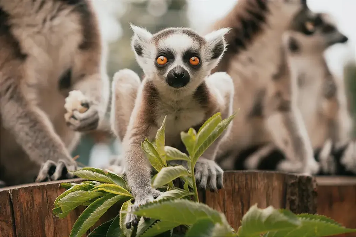 Indri Lemurs Keep a Beat — Their Songs Have Human-Like Rhythm 5 Lemurs, like humans, also sing rhythmic songs.