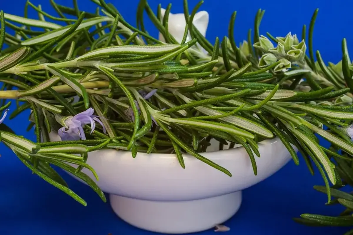 How a rosemary compound became a drug that reversed Alzheimer's signs in mice 3 Rosemary contains a compound that effectively combats Alzheimer's disease.