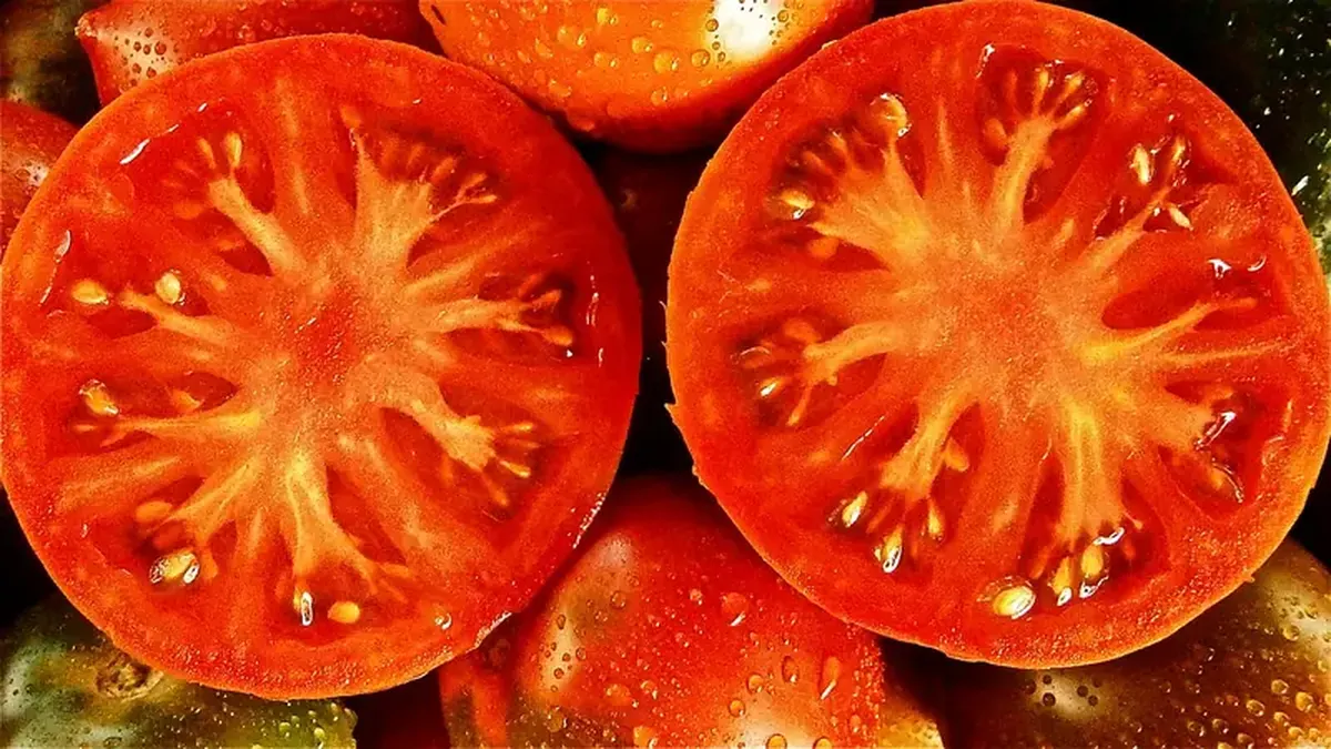 How Tomatoes Turn Their Toxins into Safe, Edible Fruit 3 Tomatoes are not killers of people. And here's why.