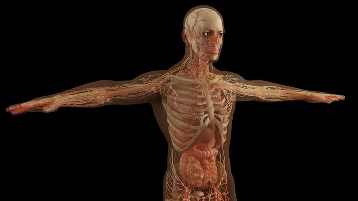Dear readers: which organs and bodily functions are unnecessary for humans?