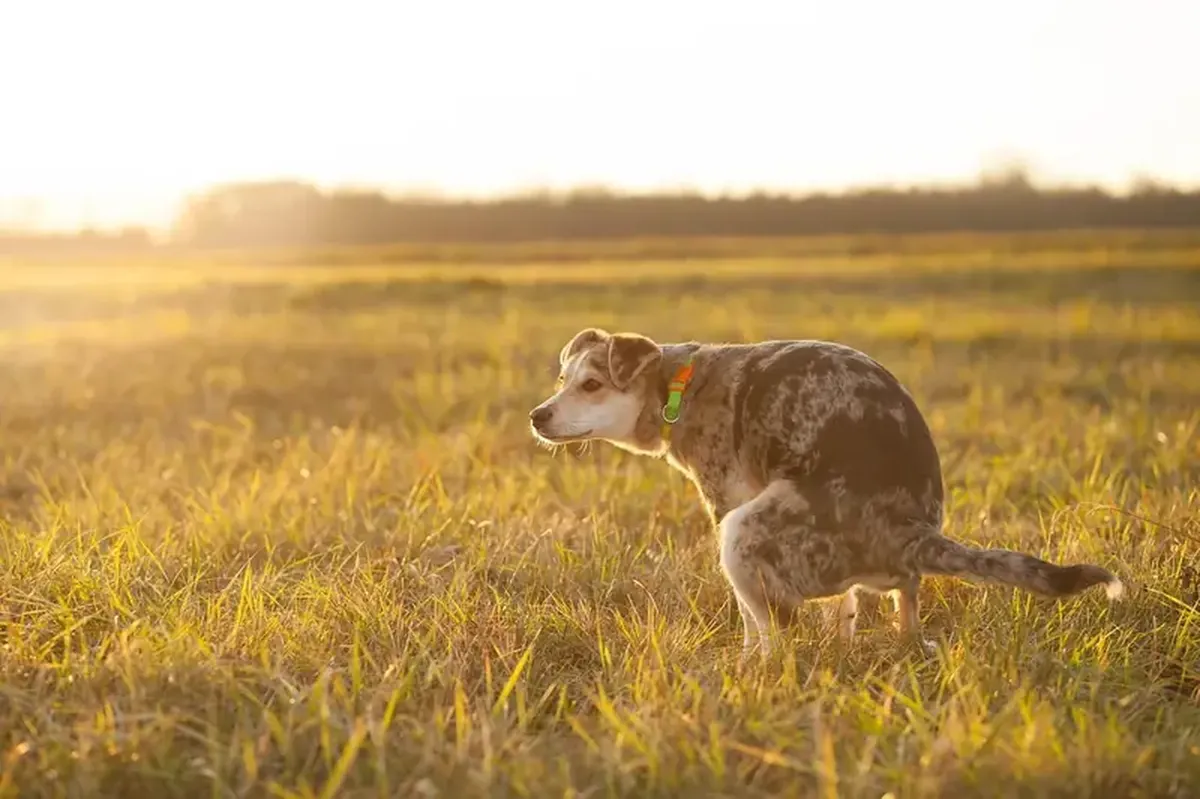 The Dark Side of Dog Ownership: How Pet Dogs Hurt Wildlife and the Environment 5 Our beloved dogs also have a dark side: an uncomfortable truth.