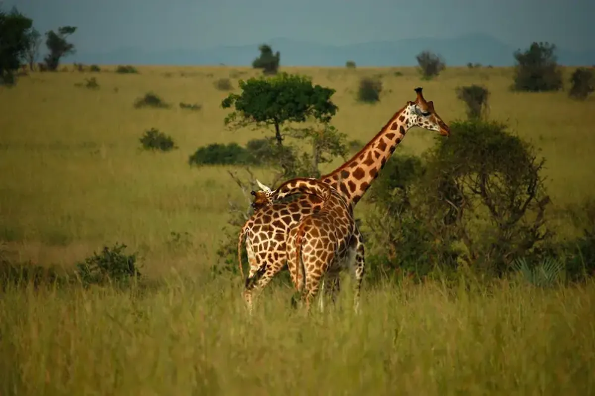 Why Giraffes Have Long Necks: Scientists Propose an Interesting Theory