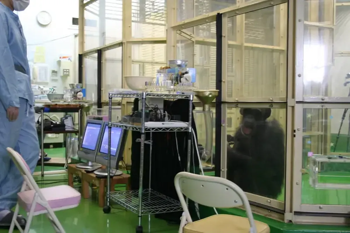 Chimpanzees solve problems more effectively when observers are present.