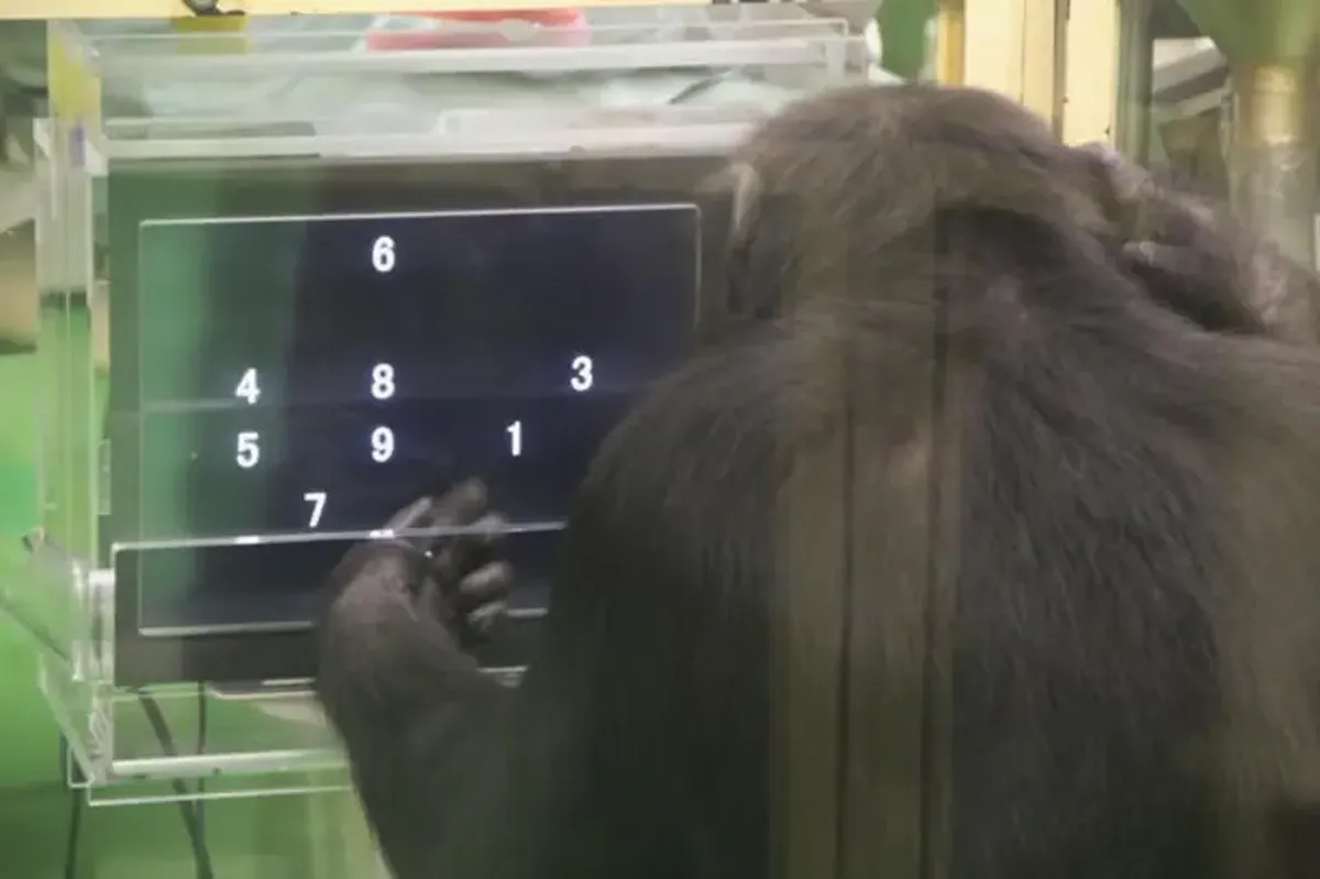 Chimpanzees solve problems more effectively when observers are present.