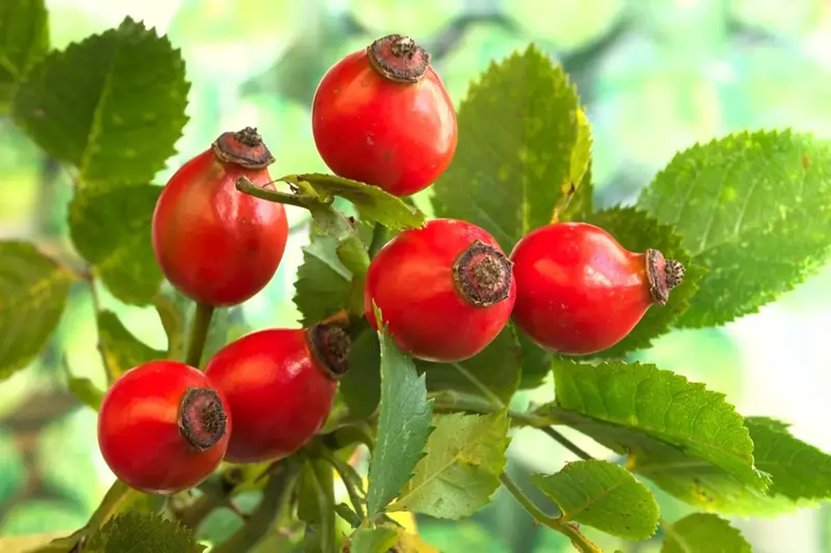 The vitamin magic of rose hips in spring: healing and enhancing beauty!