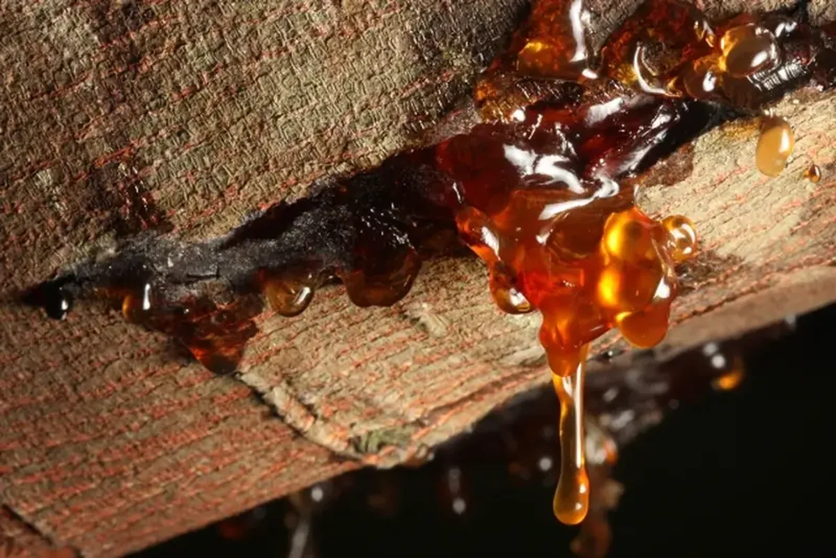 The stone used to prop open the door turned out to be a treasure worth a million euros.