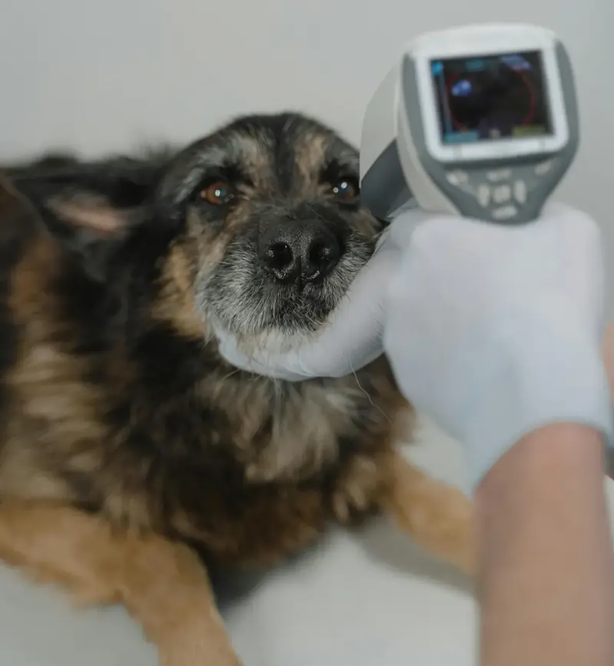Raisins in Easter treats can kill dogs — how to keep yours safe 3 Experts warn that holiday treats can be dangerous for your dog.