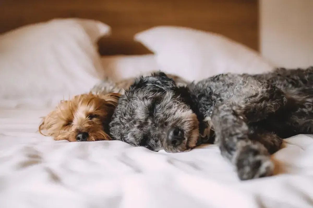 Salmon and eggs—yuck! Human food can increase the risk of obesity in dogs.