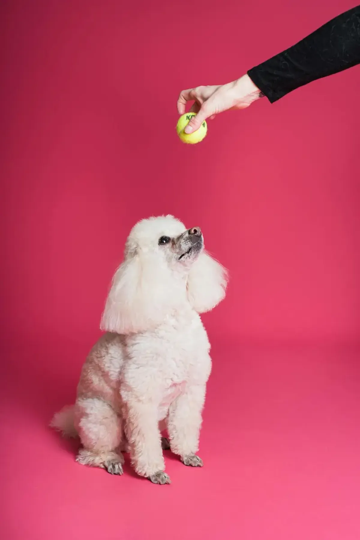 Zoologists know a simple method to make a dog more obedient.