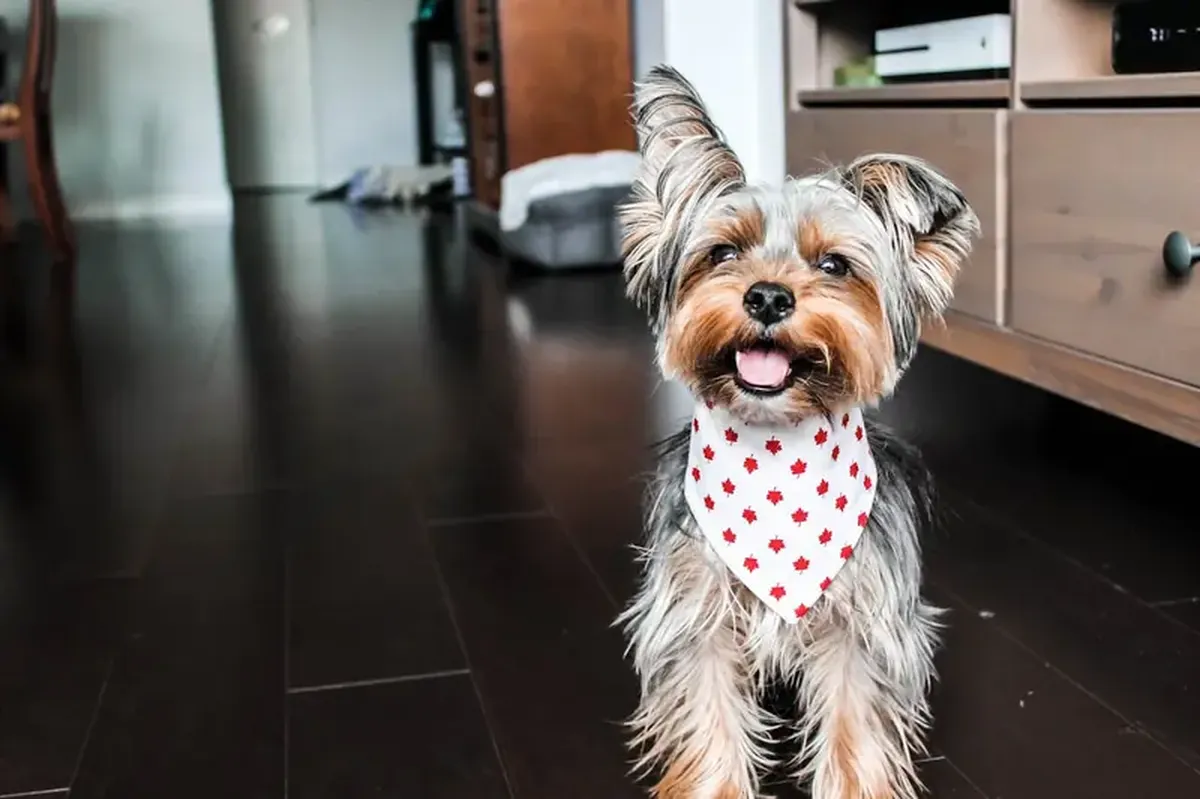 Fluffy Emotion Scanners: Why Dogs Stare Intently at Humans