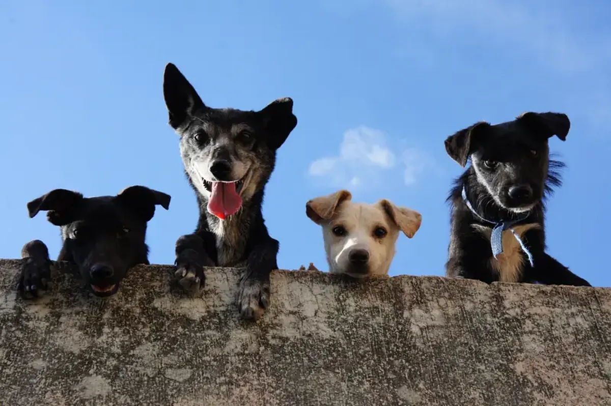 Social Dogs Live Longer: Why a Dog’s Social Life Boosts Health 6 The Benefits of Socialization: Scientists Reveal the Secret to Canine Youthfulness