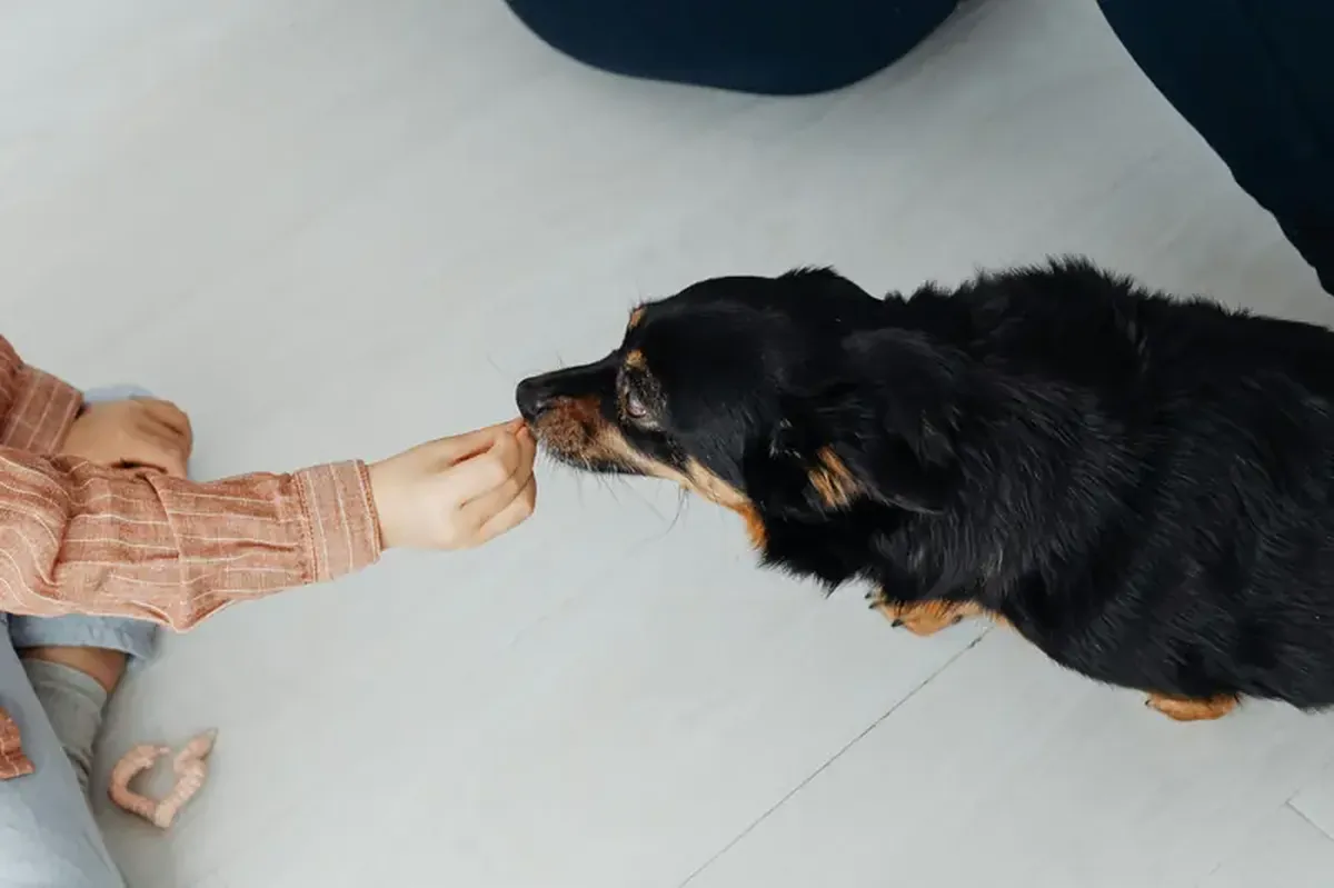 Want a Smarter Dog? Teach It to Sniff 3 Want a smarter dog? Scientists have discovered a new training method.