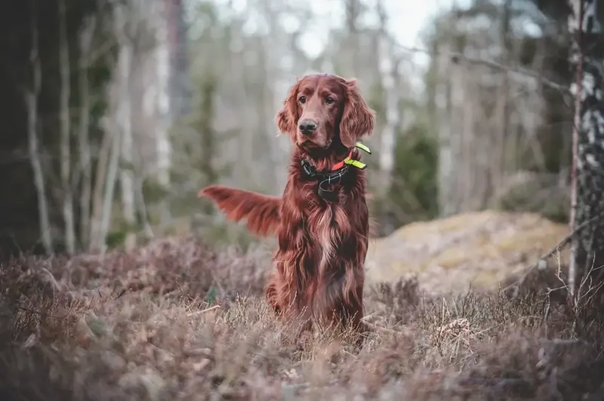 The Dark Side of Dog Ownership: How Pet Dogs Hurt Wildlife and the Environment 4 Our beloved dogs also have a dark side: an uncomfortable truth.