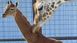 A spot-free baby giraff