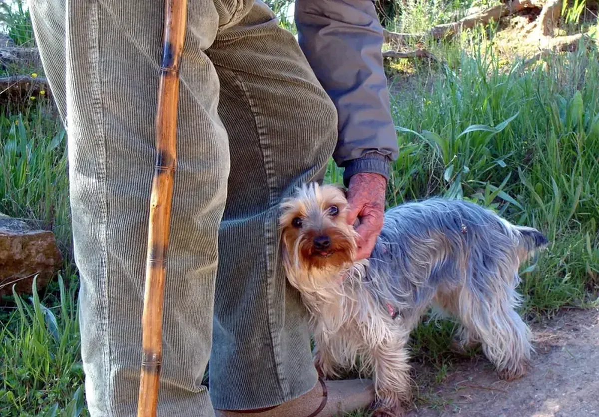 Cats and dogs help protect lonely elderly owners from dementia.