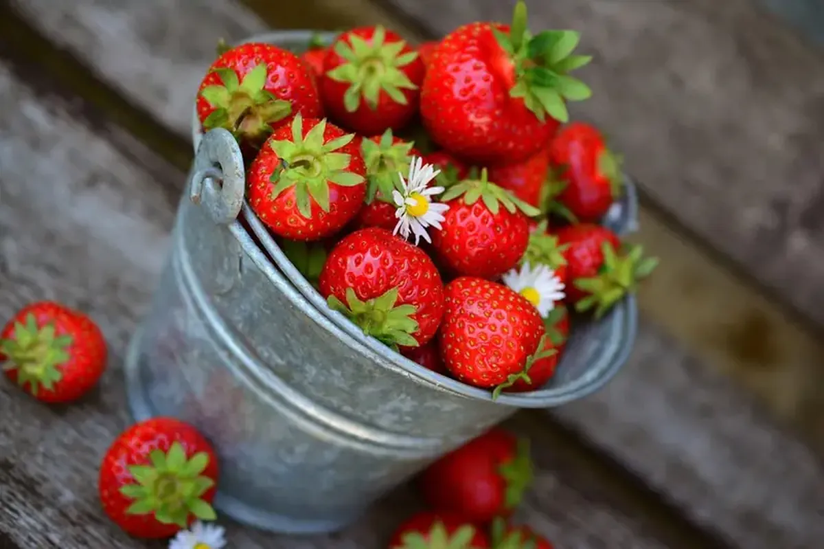Strawberries have a remarkable effect on the aging brain.