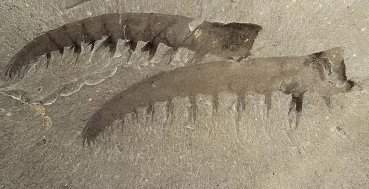 Cambrian sea monster: not the superpredator we thought it was.