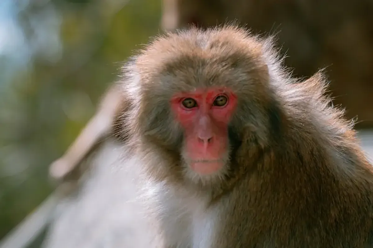 A close-up of a monkey with a blurry background.