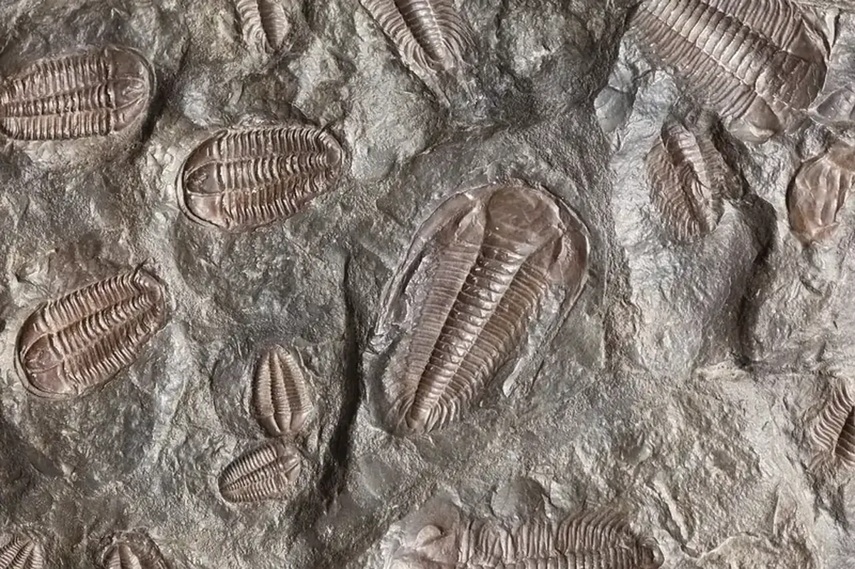 Cambrian sea monster: not the superpredator we thought it was.