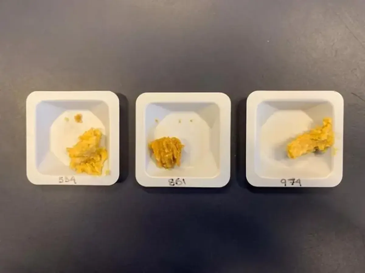 Why Miso Fermented on the ISS Tastes Nutty and Roasted 4 The legendary miso paste takes on a unique flavor in space.