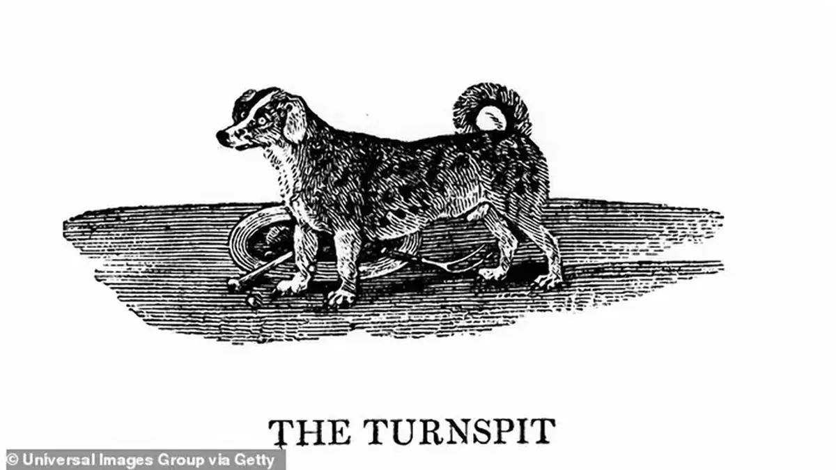 Lost to History: Remarkable Dog Breeds That Have Disappeared Forever