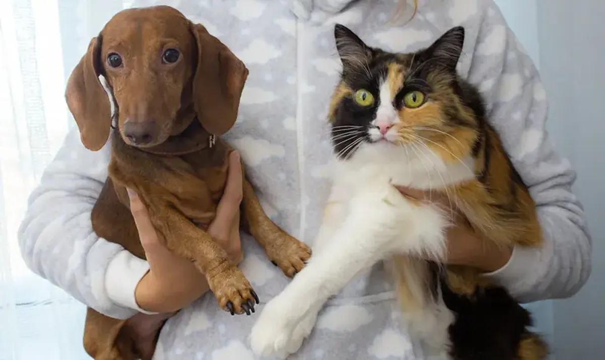 Pets make us healthier and happier: 5 simple proofs.