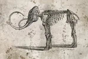 A drawing of a dog with a skeleton on it's back