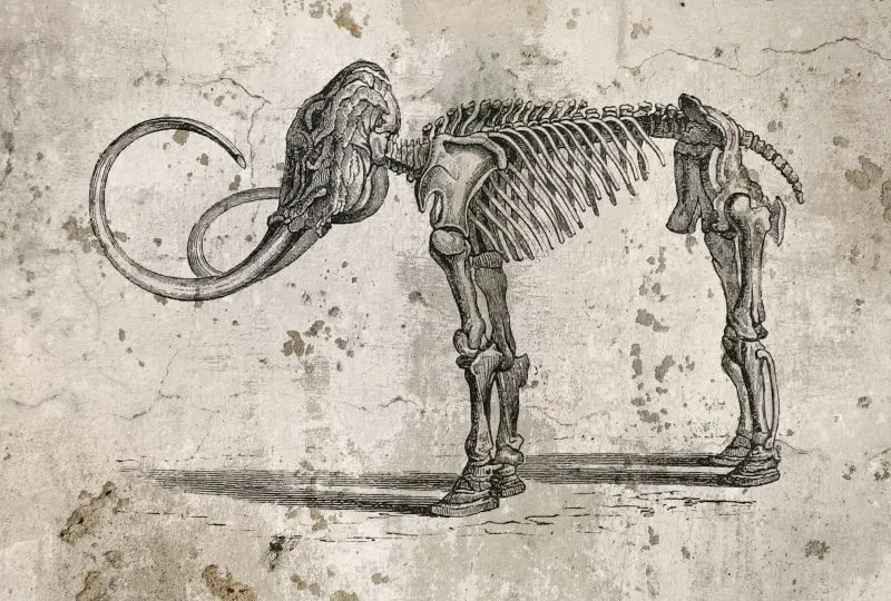 A drawing of a dog with a skeleton on it's back